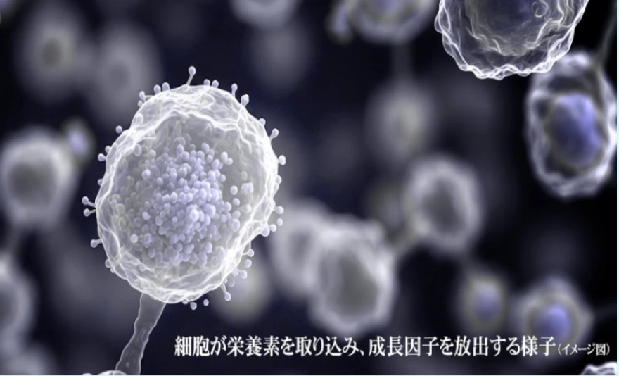 細胞が栄養素を取り込み、成長因子を放出する様子