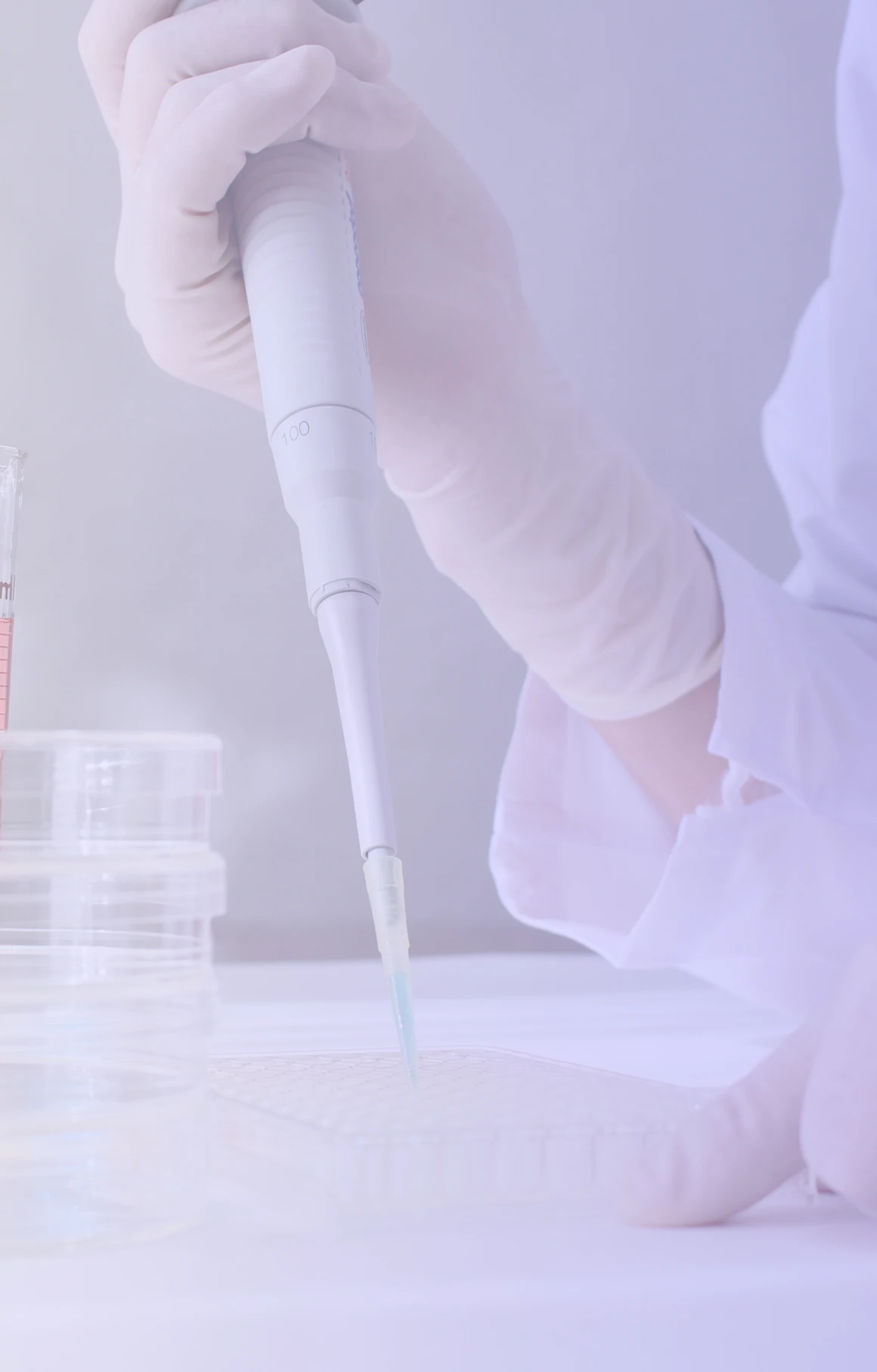 セルナ幹細胞培養上清液